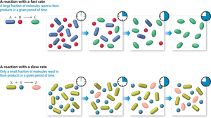 Comparison of fast and slow reaction rates