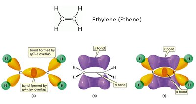 Sigma and pi bonds in ethylene