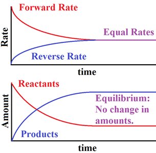 Forward and reverse rates and amounts at equilibrium