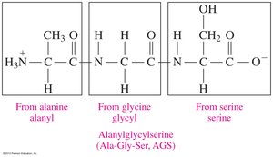 Naming and Structure of a Tripeptide