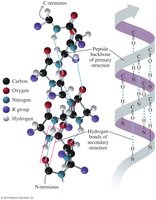 Alpha Helix Structure