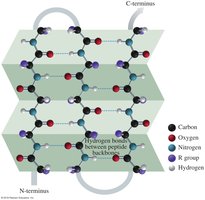 Beta-Pleated Sheet Structure