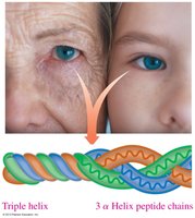Triple Helix Structure in Collagen
