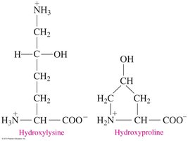 Hydroxyproline and Hydroxylysine Structures