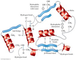 Tertiary Structure of a Protein