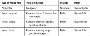 Classification of Amino Acids by R Group and Polarity