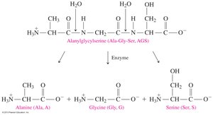 Hydrolysis of a Tripeptide