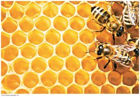 Honeycomb wax structure