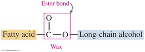 Wax ester bond diagram