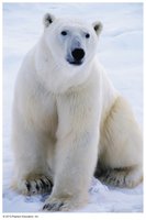 Triacylglycerol formation diagram