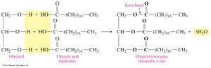Structure of triacylglycerol