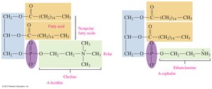 Formation of glycerophospholipids