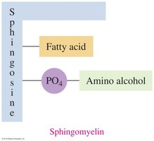 Sphingomyelin structure