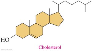 Cholesterol in cell membranes