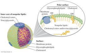 Lipoprotein structure and transport