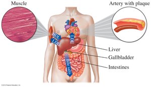 Lipoprotein transport pathways