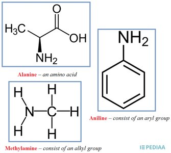 Structures of alanine, aniline, and methylamine