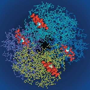 Hemoglobin structure