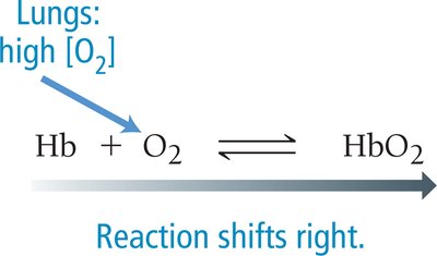 Equilibrium shift in lungs