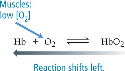 Equilibrium shift in muscles