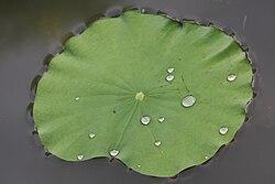 Lotus leaf with water droplets showing superhydrophobicity