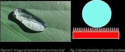 Water droplet on lotus leaf and schematic of superhydrophobic surface
