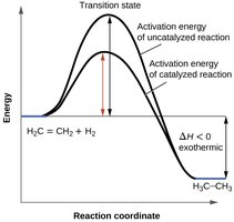 Reaction energy diagram showing catalyzed and uncatalyzed pathways