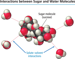 Sugar and water interactions