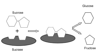 Enzyme catalysis: Sucrose and sucrase