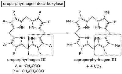 Uroporphyrinogen decarboxylase catalysis