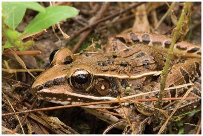 Wood frog as an example of biological antifreeze