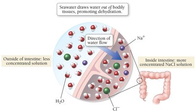 Osmosis in the intestine