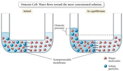 Osmosis cell and osmotic pressure