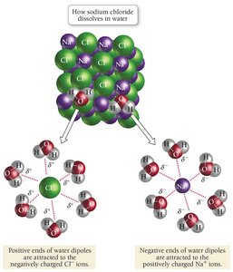 How sodium chloride dissolves in water