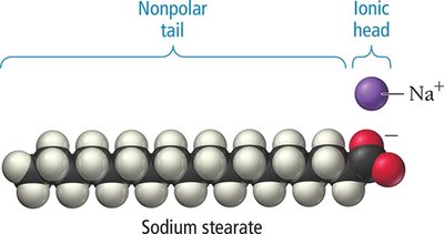 Structure of sodium stearate (soap)