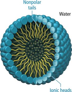 Micelle structure in water