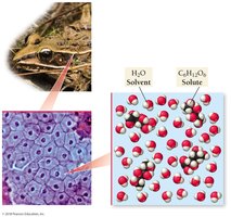 Wood frog and glucose solution preventing freezing