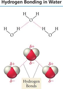 Hydrogen bonding in water