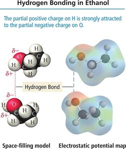 Hydrogen bonding in ethanol