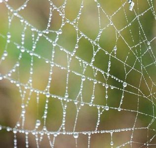 Surface tension: water droplets on a spider web