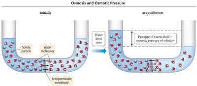 Osmosis water flow diagram