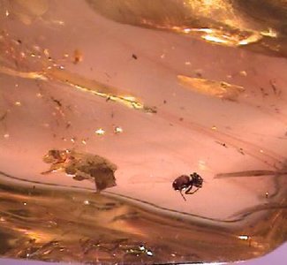 Amber, an amorphous solid