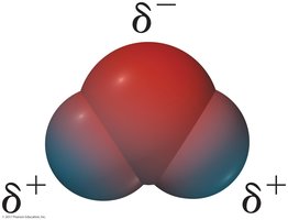 Charge distribution in a water molecule