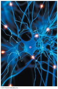 Neurons and signal transmission