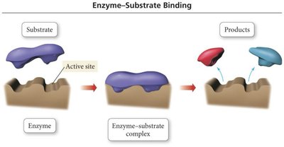 Enzyme-substrate binding diagram