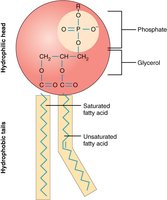 Structure of a phospholipid