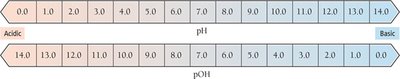 pH and pOH scales