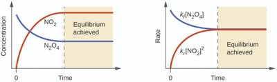 Graphs showing concentration and rate changes as equilibrium is achieved