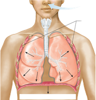 Inhalation: increased lung volume, decreased pressure