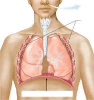 Exhalation: decreased lung volume, increased pressure